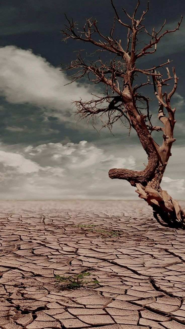 Degraded farmland representing the land crisis